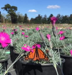 Dianthus 'Firewitch' Cheddar Pinks -Garden Supplies Sales 2024 Photo Oct 26 12 35 22 PM