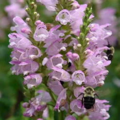 Physostegia Virginiana 'Pink Manners' Obedient Plant -Garden Supplies Sales 2024 Physostegia Pink Manners Obedient Plant Bee