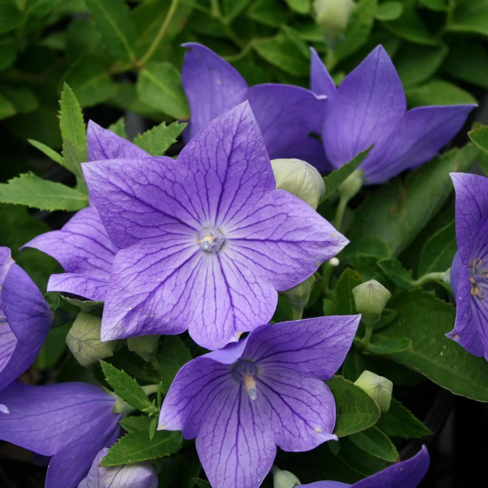 Platycodon Grandiflorus 'Sentimental Blue' Balloon Flower 1 Platycodon Grandiflorus 'Sentimental Blue' Balloon Flower