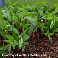 Polygonatum Odoratum 'Ruby Slippers' Solomon's Seal