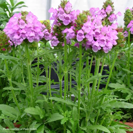 Prunella Summer Daze -Garden Supplies Sales 2024 Prunella Summer Daze Self Heal All Heal