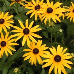 Rudbeckia Fulgida 'Goldsturm' Black-Eyed Susan -Garden Supplies Sales 2024 RDB GOLDSTURM spi