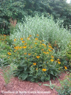 Rudbeckia Fulgida 'Goldsturm' Black-Eyed Susan