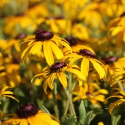 Best Seller 11 Rudbeckia Fulgida 'American Gold Rush' Black-Eyed Susan