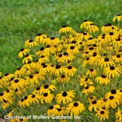 Best Seller -Garden Supplies Sales 2024 Rudbeckia American Gold Rush PP28498 0001 high res