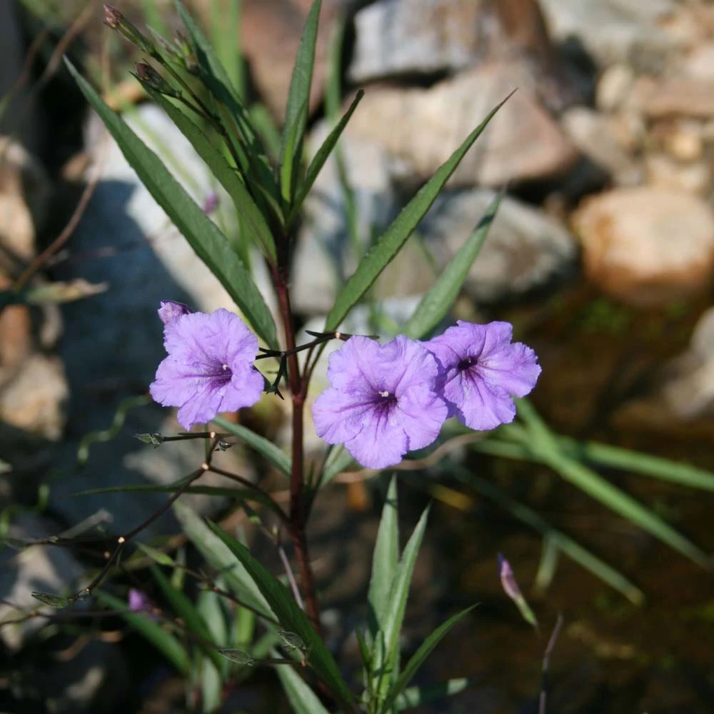 Ruellia Brittoniana Wild Petunia 1 Ruellia Brittoniana Wild Petunia