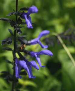 Best Seller -Garden Supplies Sales 2024 SALVIA BLACK AND BLUE 2