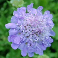 Scabiosa Columbaria 'Butterfly Blue' Pincushion Flower -Garden Supplies Sales 2024 SCB Butterfly Blue spi