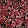 Sedum Spurium 'Fuldaglut' Stonecrop