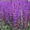 Salvia Sylvestris 'May Night' Wood Sage