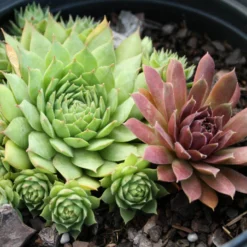 Sempervivum 'Mixed' Hen & Chicks
