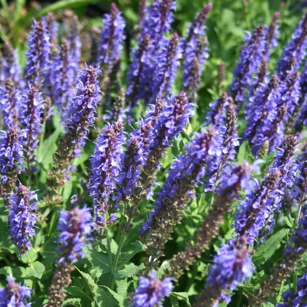 Salvia 'Blue Hill' Meadow Sage 1 Salvia 'Blue Hill' Meadow Sage