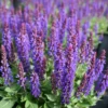 Salvia Nemorosa 'Marcus' Meadow Sage