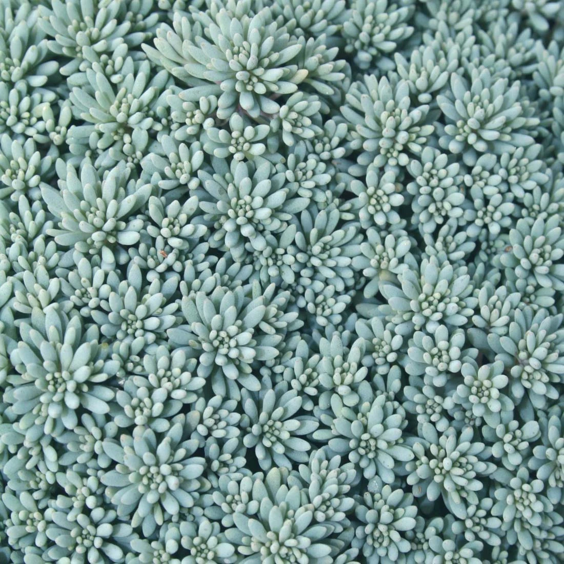 Sedum Blue Carpet 1 Sedum Blue Carpet