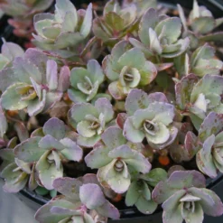 Sedum Dazzleberry 5 Sedum Dazzleberry -Garden Supplies Sales 2024 Sedum Dazzleberry Stonecrop Sun Sparkler