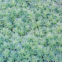 Sedum Bithynicum Stonecrop