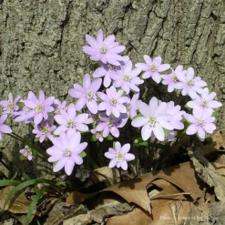 Hepatica Acutiloba Sharp Lobed Hepatica