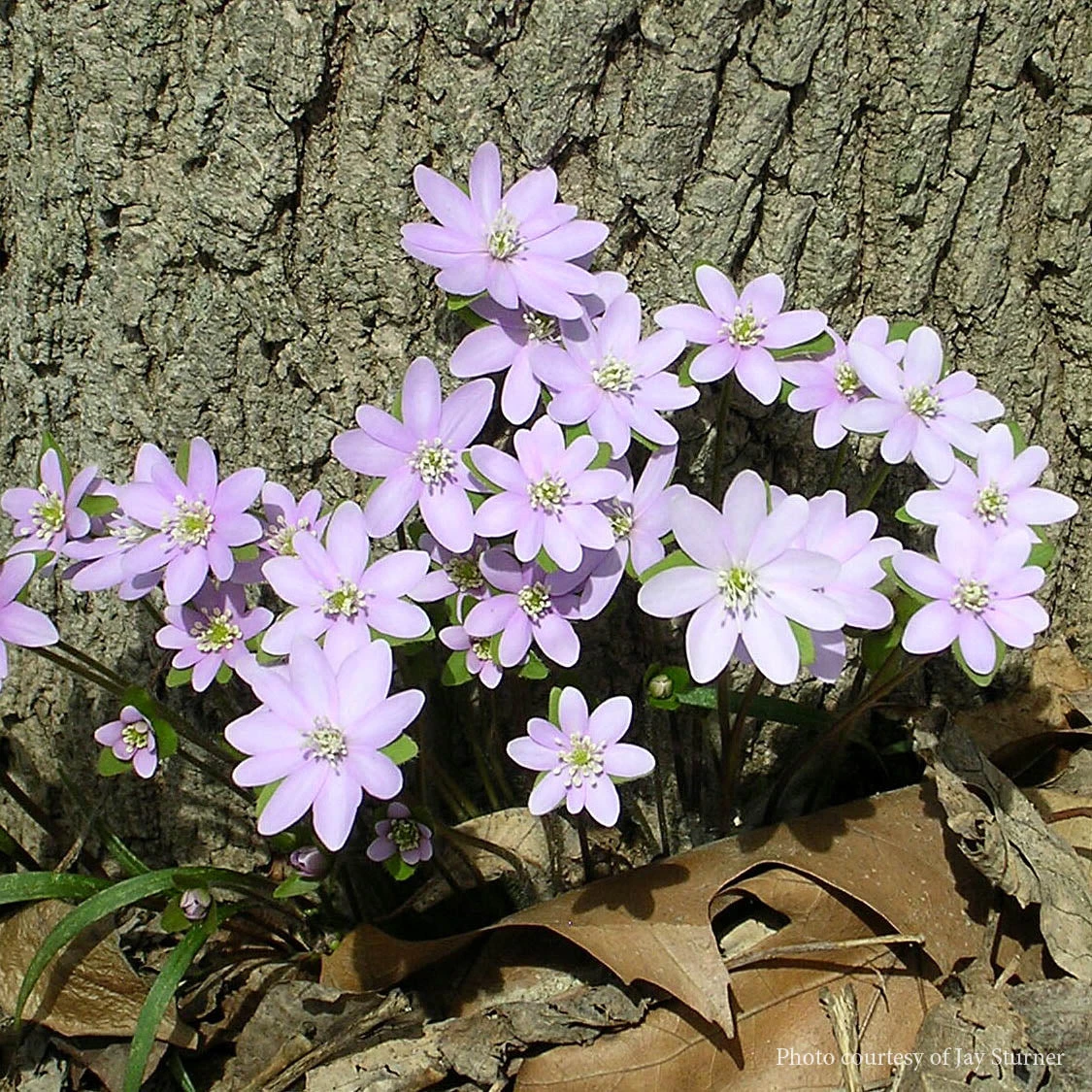 Hepatica Acutiloba Sharp Lobed Hepatica 1 Hepatica Acutiloba Sharp Lobed Hepatica