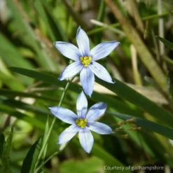Sisyrinchium Angustifolium Suwannee Blue-eyed Grass
