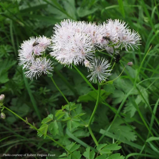 Thalictrum Aquilegifolium Meadow Rue -Garden Supplies Sales 2024 Thalictrum aquilegifolium Meadow Rue