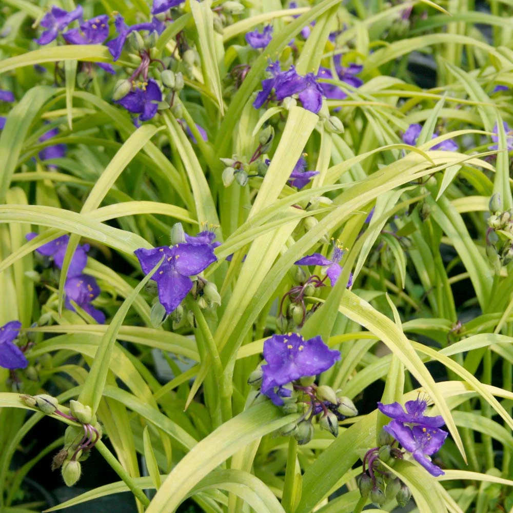 Tradescantia X 'Sweet Kate' Spiderwort/Widow's Tears 1 Tradescantia X 'Sweet Kate' Spiderwort/Widow's Tears