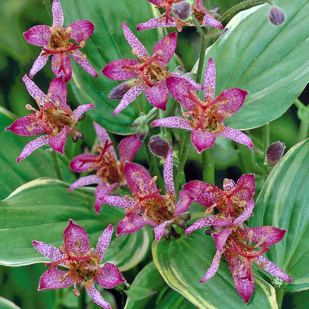 Tricyrtis Formosana Gilt Edge Toadlily 1 Tricyrtis Formosana Gilt Edge Toadlily
