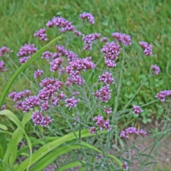 Gazebo Parts Direct Sales Store -Garden Supplies Sales 2024 VRB Lollipop EZ2 scaled