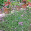 Verbena Bonariensis 'Lollipop' Brazilian Vervain