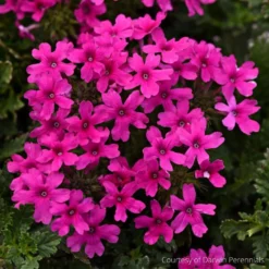 Verbena Canadensis Homestead Hot Pink Vervain