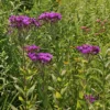 Vernonia Noveboracensis Ironweed