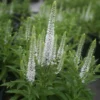 Veronica Spicata 'Snow Candles' Speedwell