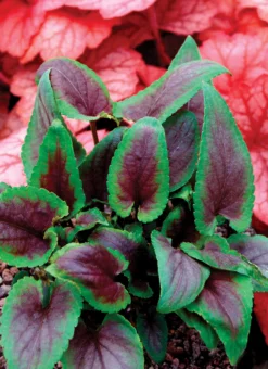 Viola X Koreana 'Heartthrob' Violet -Garden Supplies Sales 2024 Viola Heartthrob 3