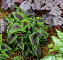 Viola X Koreana 'Heartthrob' Violet -Garden Supplies Sales 2024 Viola Heartthrob 4