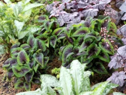 Viola X Koreana 'Heartthrob' Violet -Garden Supplies Sales 2024 Viola Heartthrob 5