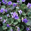 Viola Walteri 'Silver Gem' Violet