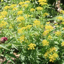 Zizia Aurea Golden Alexander