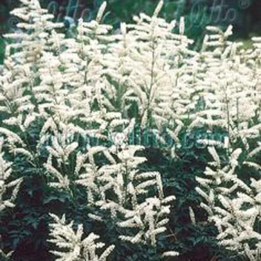 Aruncus 'Noble Spirit' Goat's Beard -Garden Supplies Sales 2024 aa944q