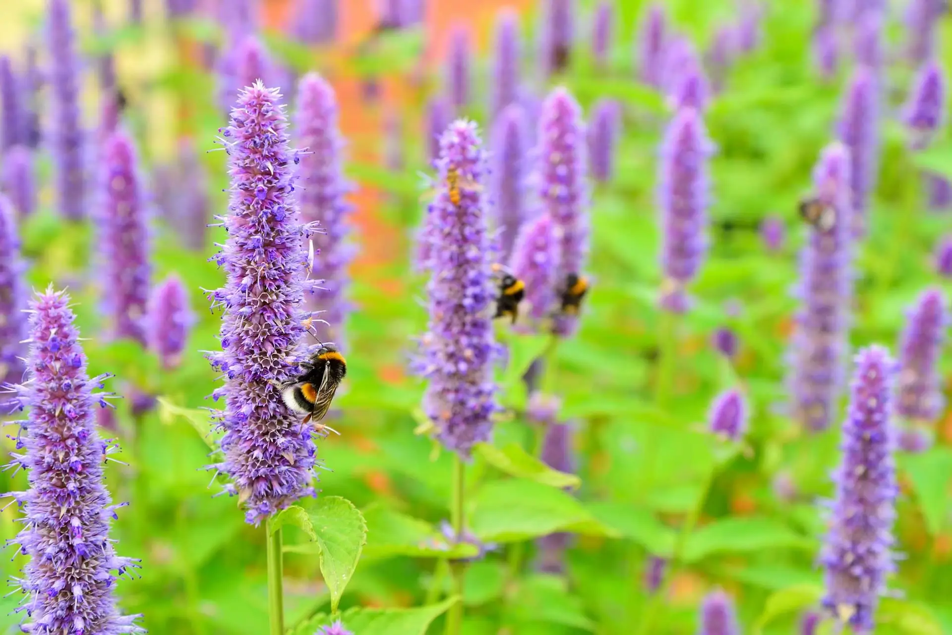 Gazebo Parts Direct Sales Store -Garden Supplies Sales 2024 agastache hummingbird mint native flower in bloom