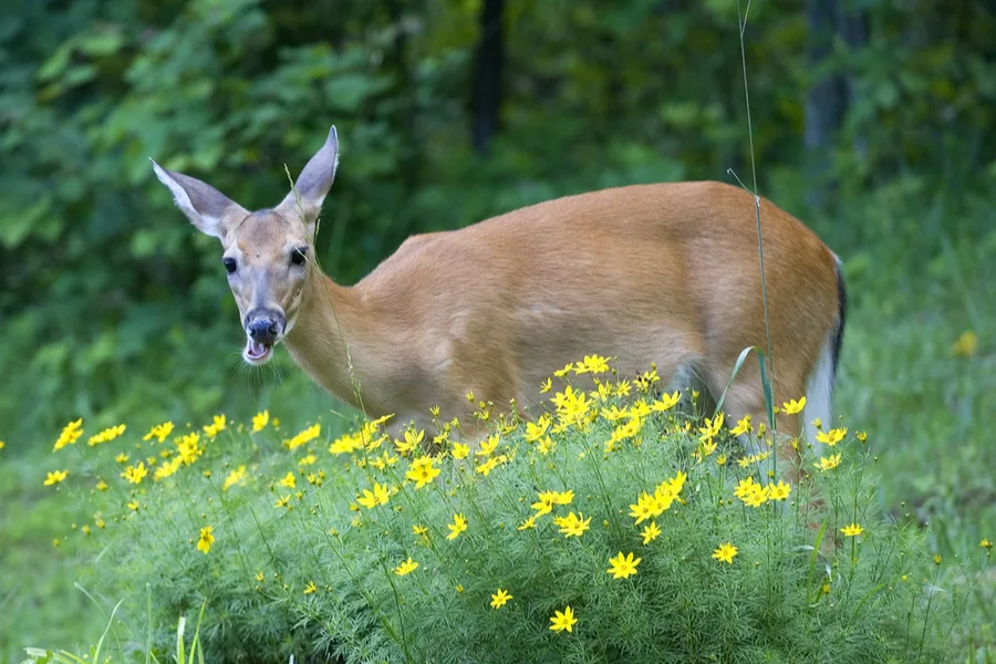 Gazebo Parts Direct Sales Store -Garden Supplies Sales 2024 deer restistant yarrow.jpg
